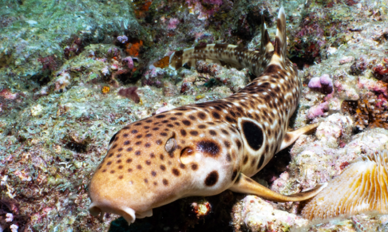 Front view of a long spotted fish with a big dark spot behind its gill.
