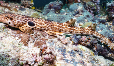 Long fish with lengthwise white lines and spots, and 1 large black spot, touching the surface of a reef.
