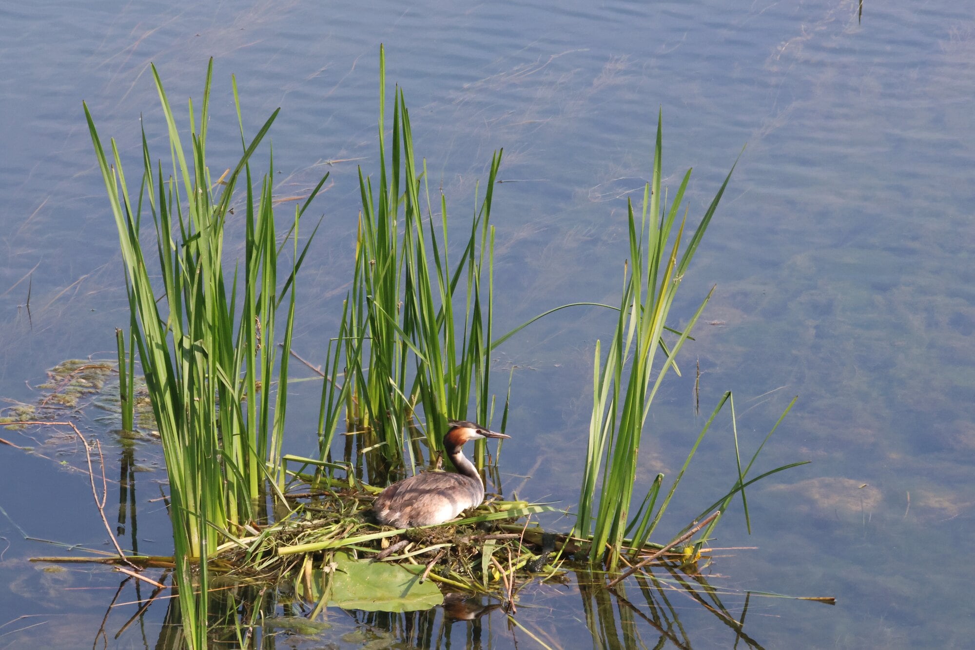  A great crested grebe seen in Germany.  Photo / Conservation Amplified