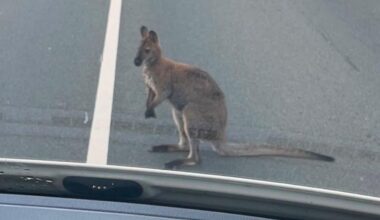 Escaped wallaby leads police on chase through Dutch city
