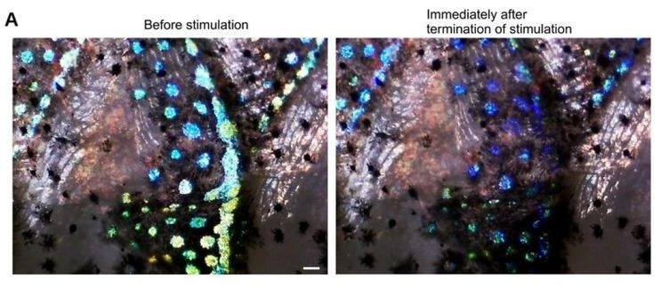 Fish Skin Doesn't Just Reflect Light - It Might Actually Sense It