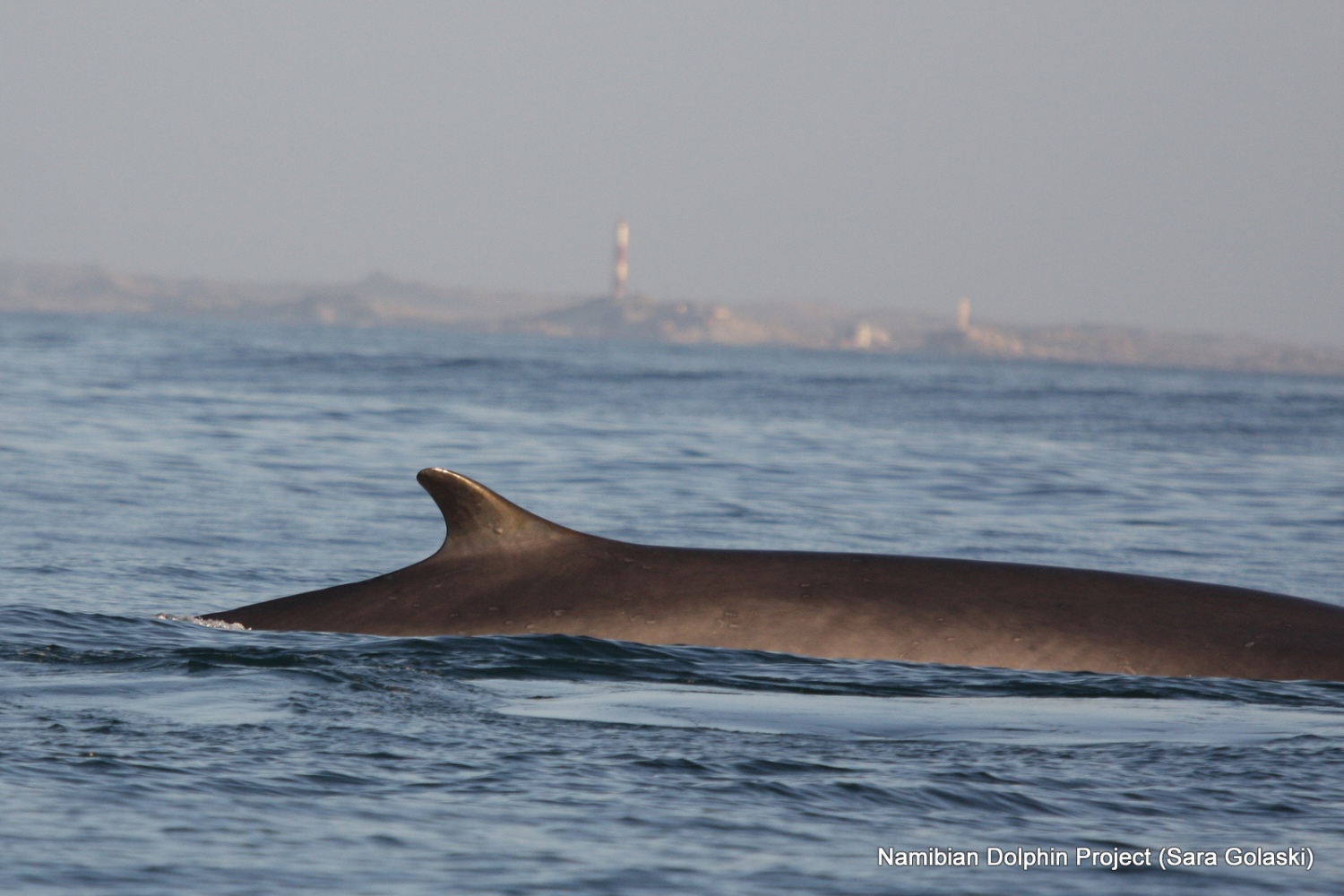 Sightings off Southern Africa suggest blue and fin whales may be rebounding