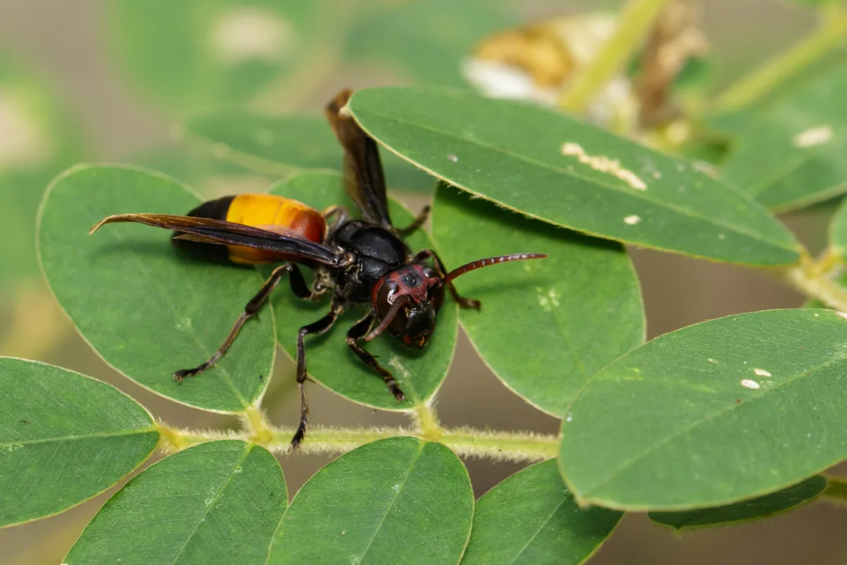 Lesser Banded Horne