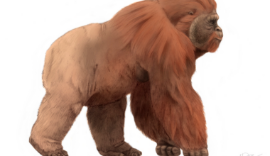 Gigantopithecus
