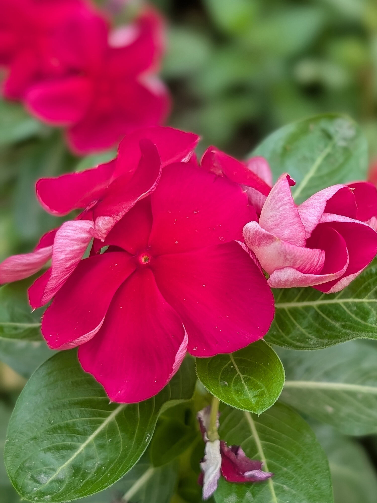 Google Pixel 10 Pro 2x focus copy
