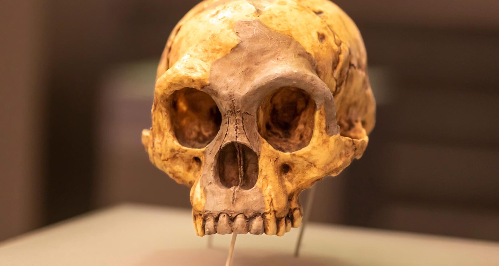 Homo floresiensis Skull Flores Man Hobbit