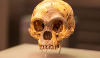 Homo floresiensis Skull Flores Man Hobbit