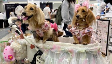Japan’s pet care industry booms as ‘fur babies’ outnumber infants | Business and Economy News
