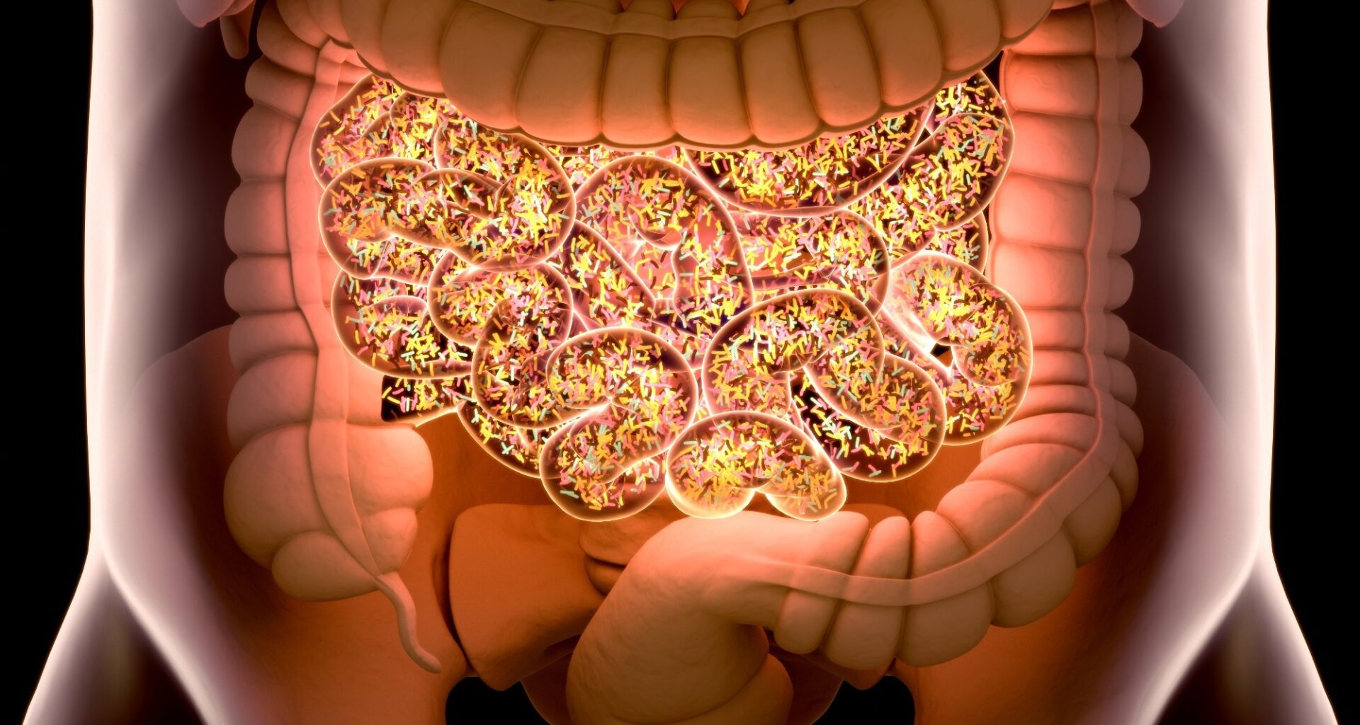 Bacteria inside the small intestine, concept, representation. 3D illustration.