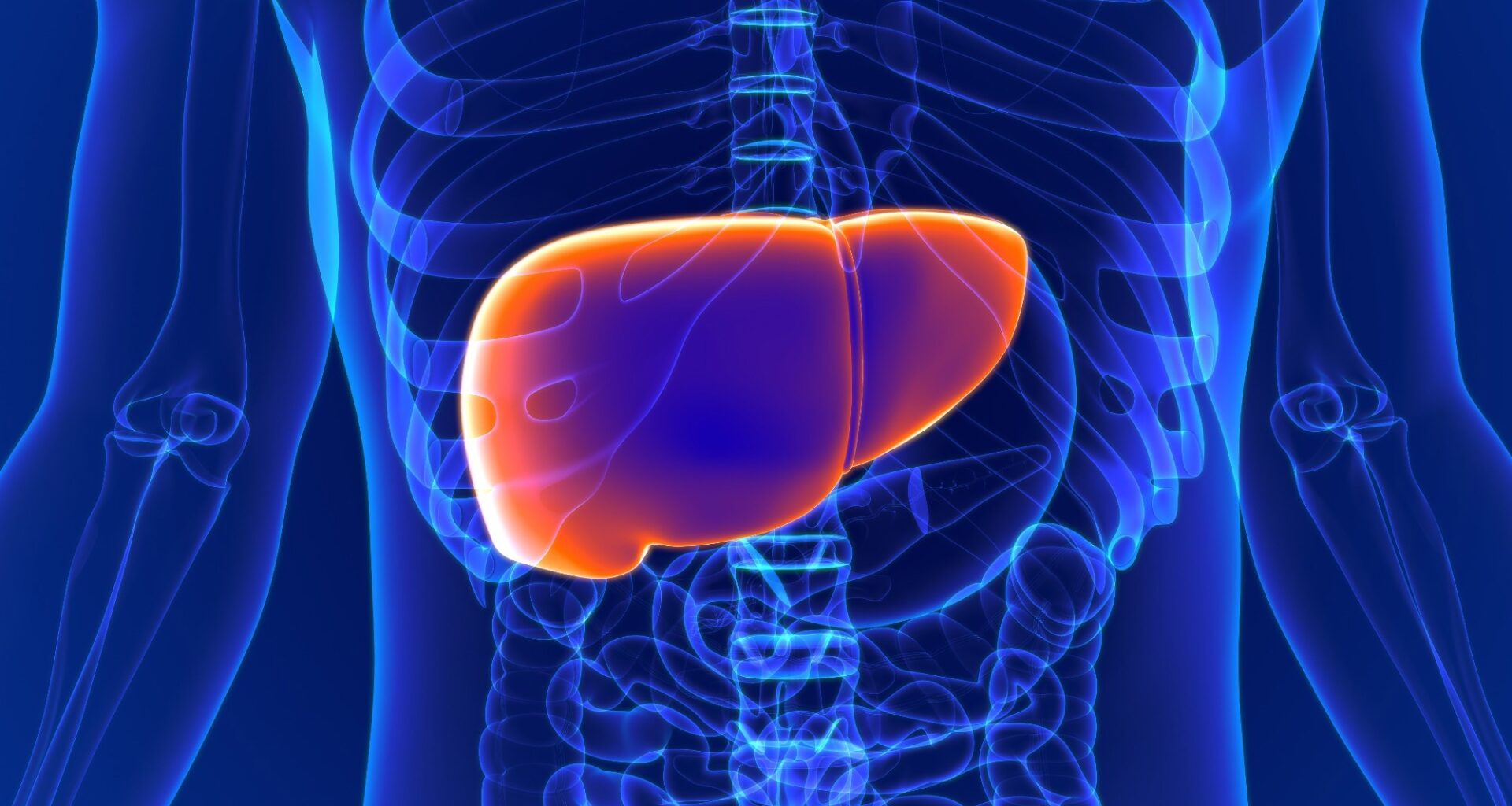 Chronotype and FibroScan-Derived Liver Markers in Adults with Obesity: Preliminary Evidence from a Cross-Sectional Study. Image Credit: mybox / Shutterstock