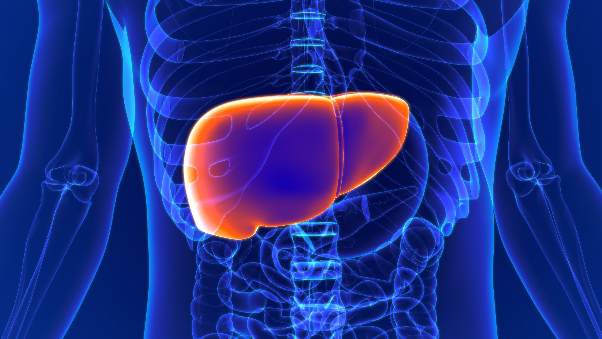 Chronotype and FibroScan-Derived Liver Markers in Adults with Obesity: Preliminary Evidence from a Cross-Sectional Study. Image Credit: mybox / Shutterstock