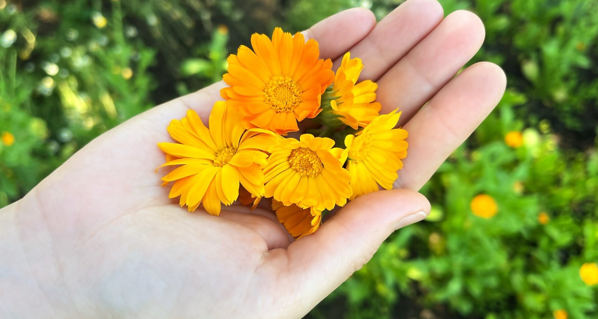 This edible flower could do more than brighten a plate