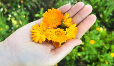 This edible flower could do more than brighten a plate