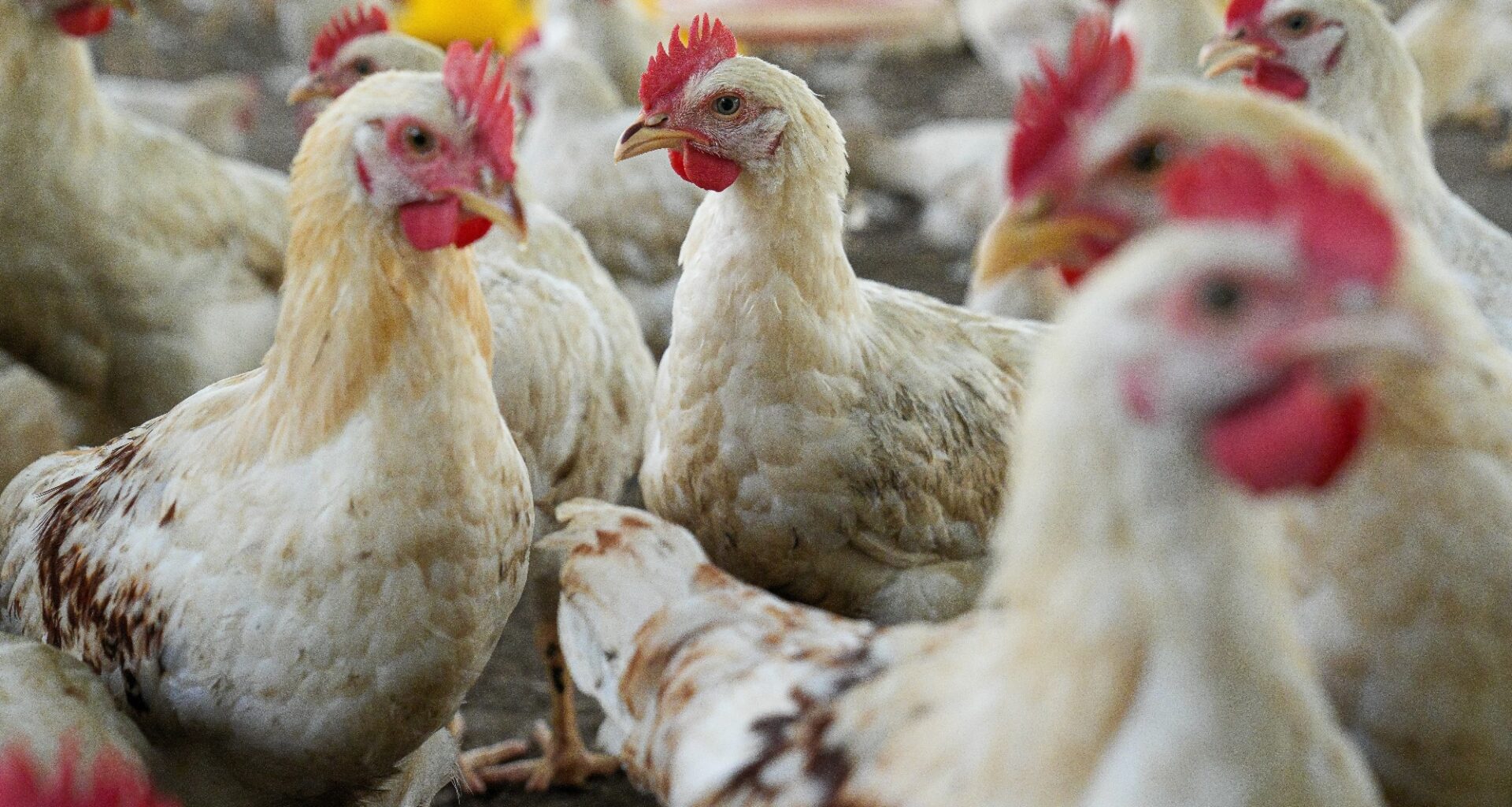 Group of white chickens inside a poultry farm, captured in natural light. Ideal for visuals related to farming, rural life, livestock management, and food production industries.