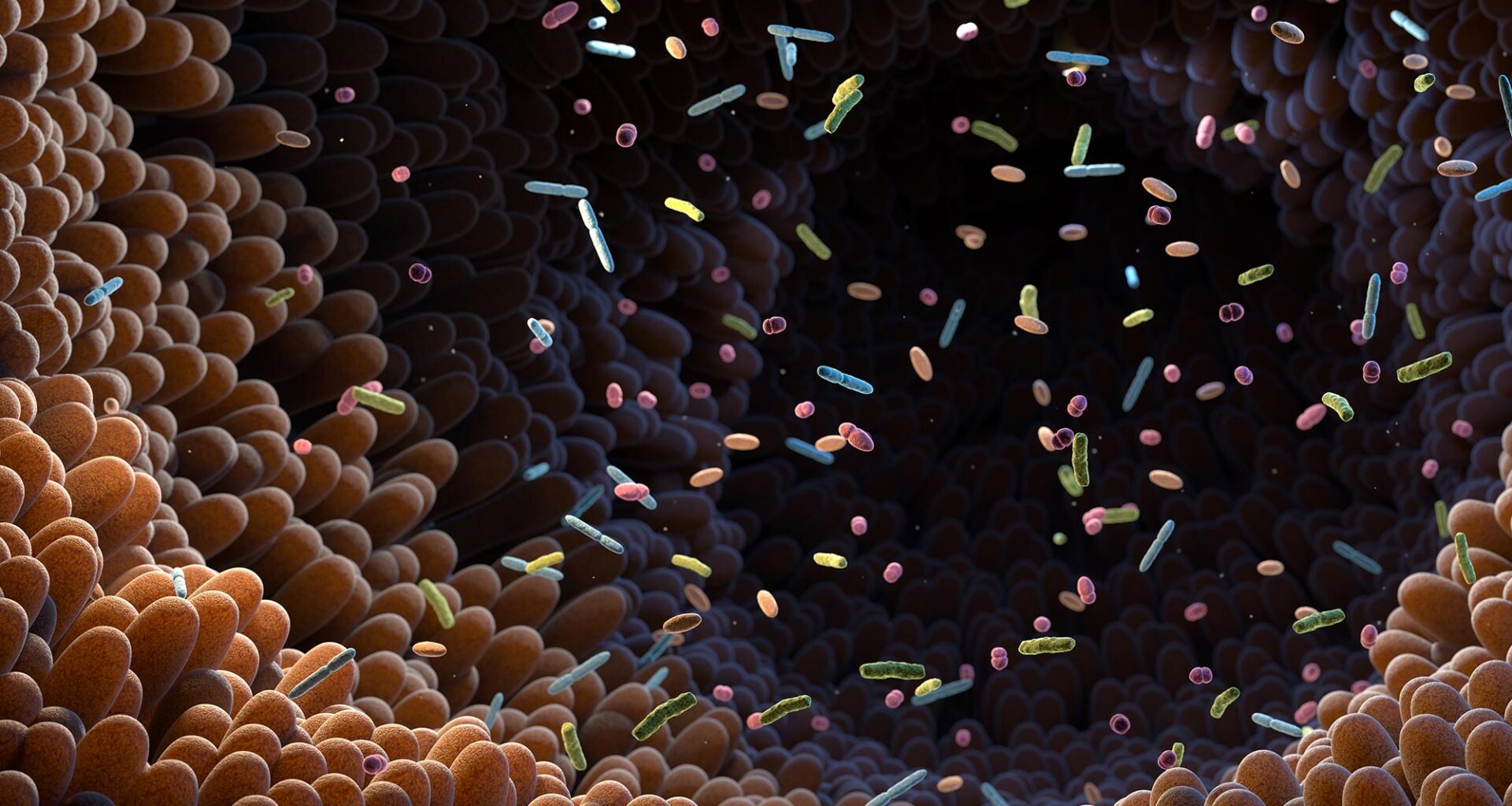 Intestinal Bacteria Gut Microbiome