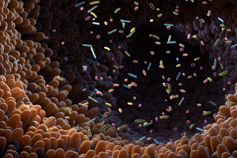 Intestinal Bacteria Gut Microbiome