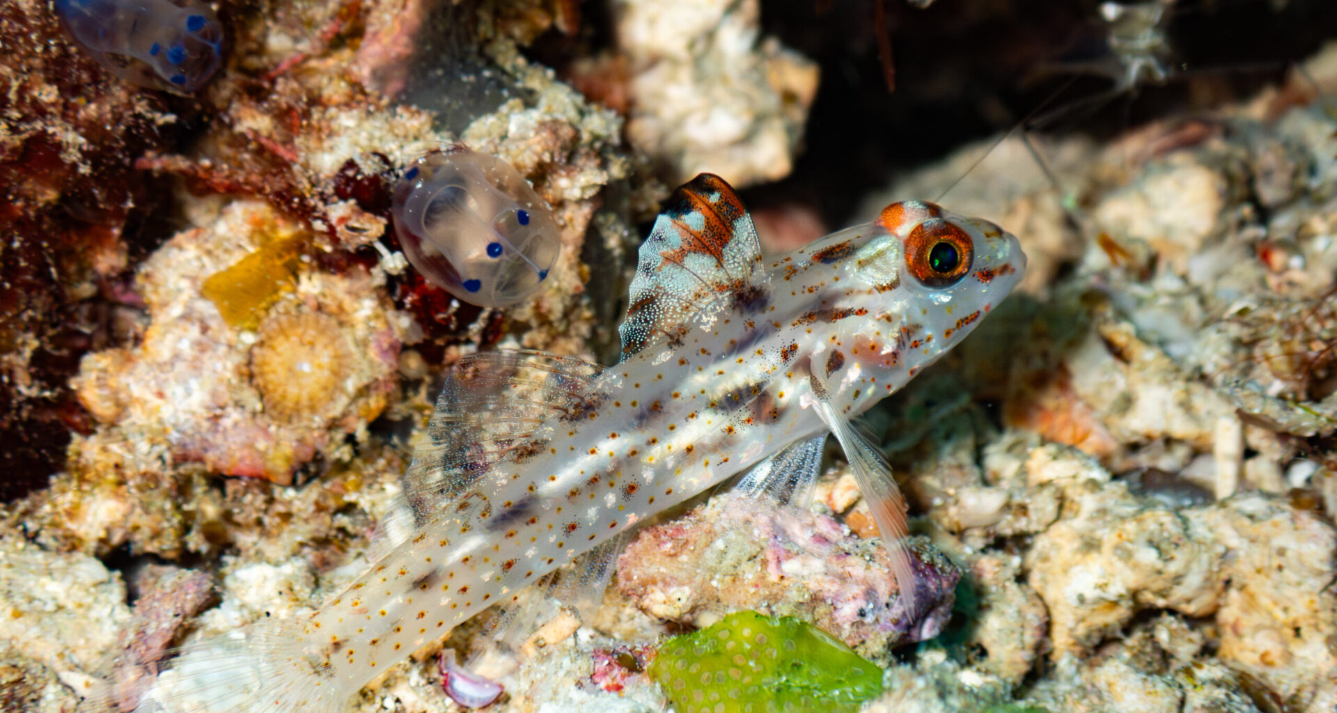 Rats to reefs: Invasive species reshape Indian Ocean food webs