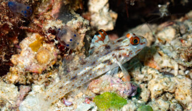 Rats to reefs: Invasive species reshape Indian Ocean food webs