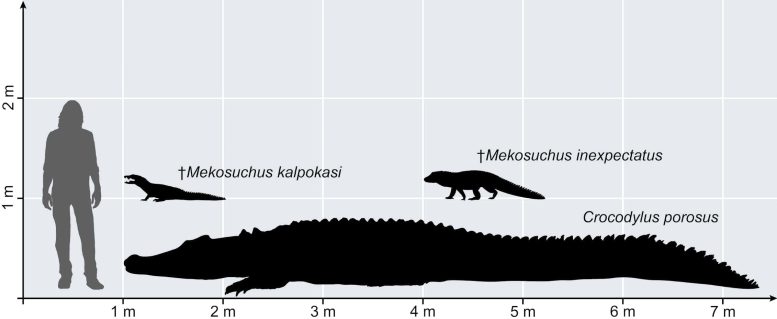 Largest and Smallest Known Crocodylian Species in Australasia