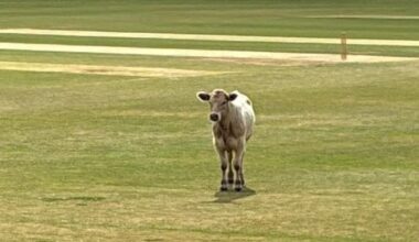 Watch: Loose bull interrupts cricket match in England