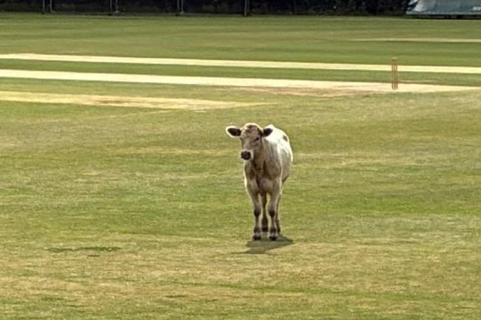 Watch: Loose bull interrupts cricket match in England