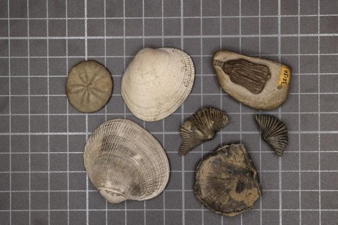 Representative samples of the modern fauna (left three samples) and the Paleozoic fauna (right four samples). (Image credit: Sarah Leibovitz) Credit Sarah Leibovitz