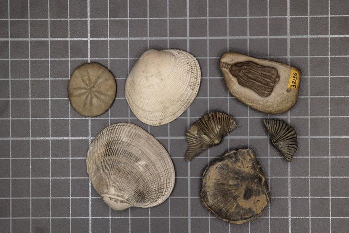 Representative samples of the modern fauna (left three samples) and the Paleozoic fauna (right four samples). (Image credit: Sarah Leibovitz) Credit Sarah Leibovitz