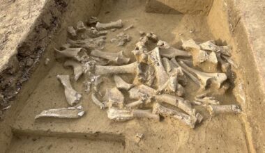 Ancient DNA reveals Ice Age humans selectively harvested female mammoths