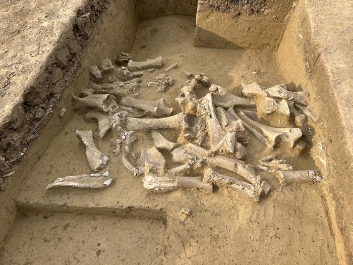 Ancient DNA reveals Ice Age humans selectively harvested female mammoths