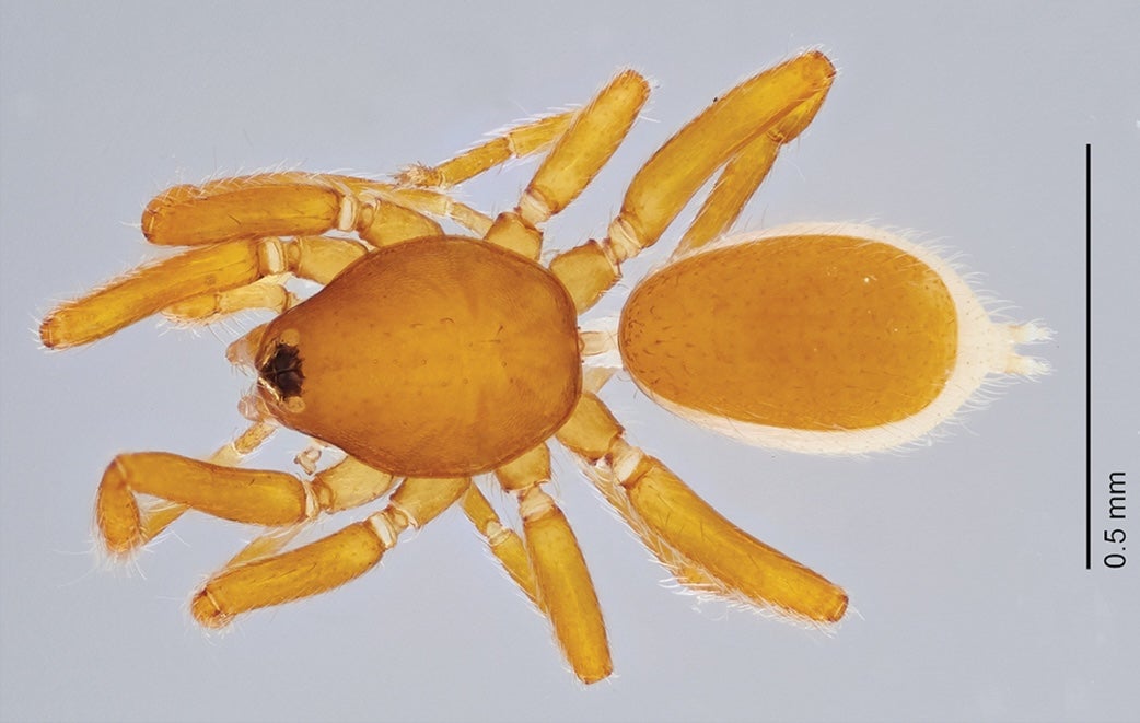 Male goblin spider Niarchos normani