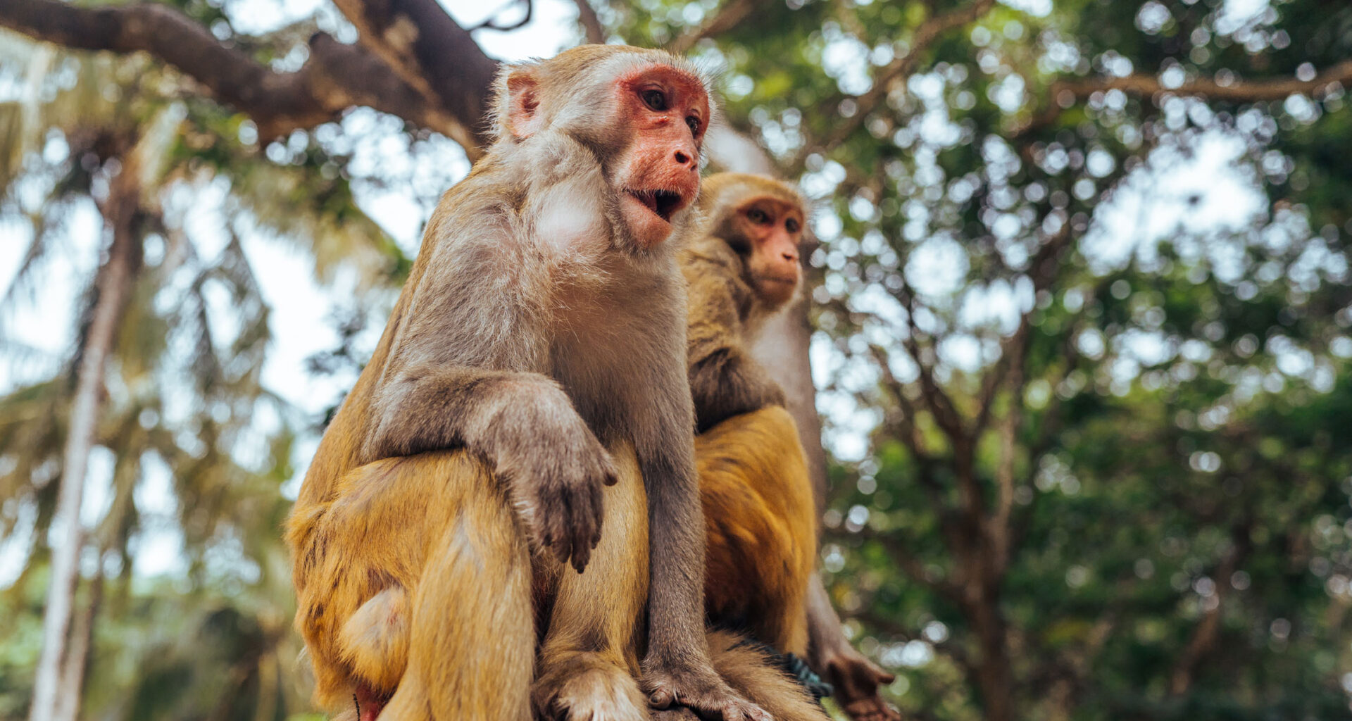 Monkeys and humans react similarly to eerily realistic bodies