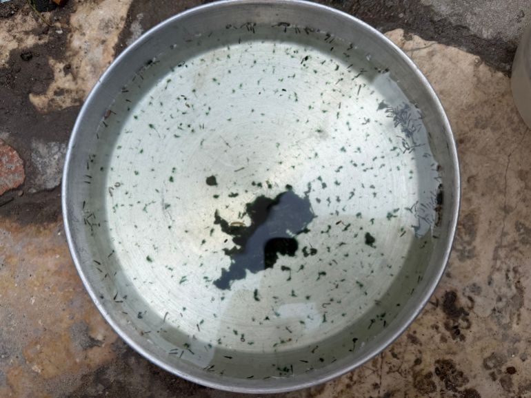 Mosquito larvae collected from stagnant water in a slum area of Mukalla. Health workers say the larvae develop into mosquitoes that transmit dengue fever and malaria