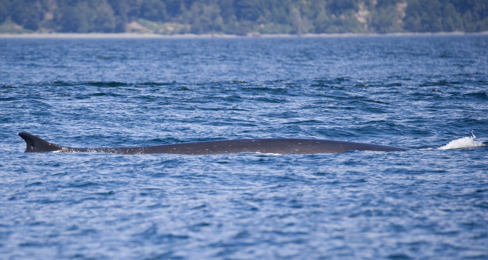 Second largest whale species on earth spotted in B.C. waters
