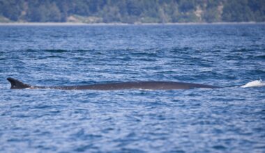 Second largest whale species on earth spotted in B.C. waters