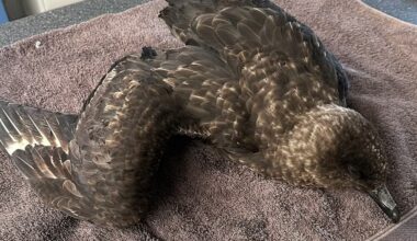 Second wild migratory bird tests positive for H5 avian influenza
