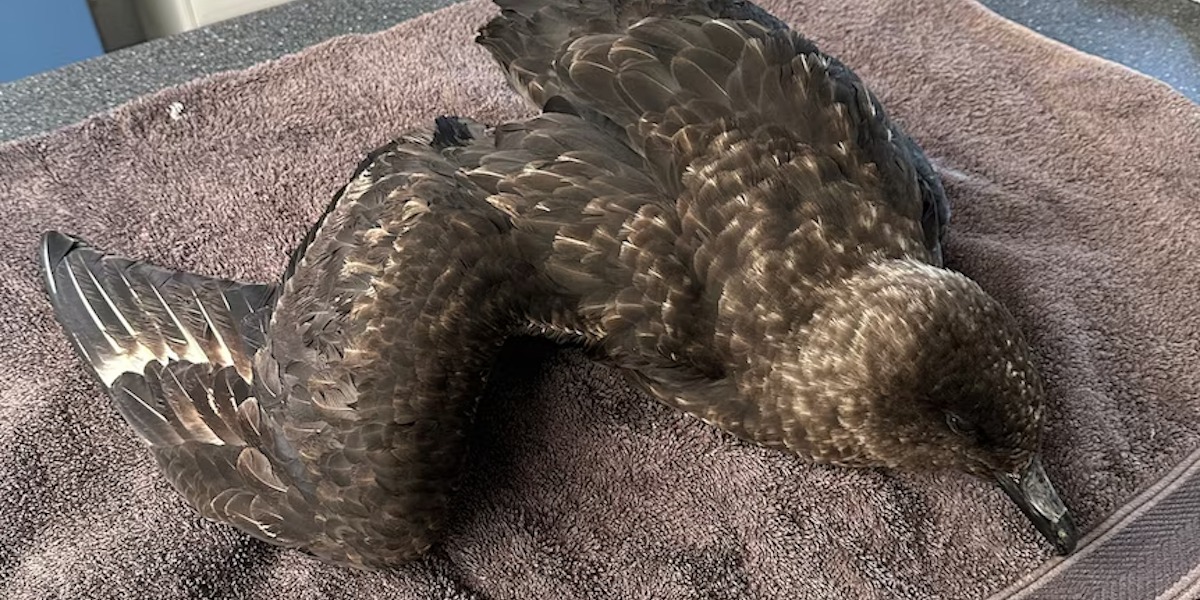Second wild migratory bird tests positive for H5 avian influenza