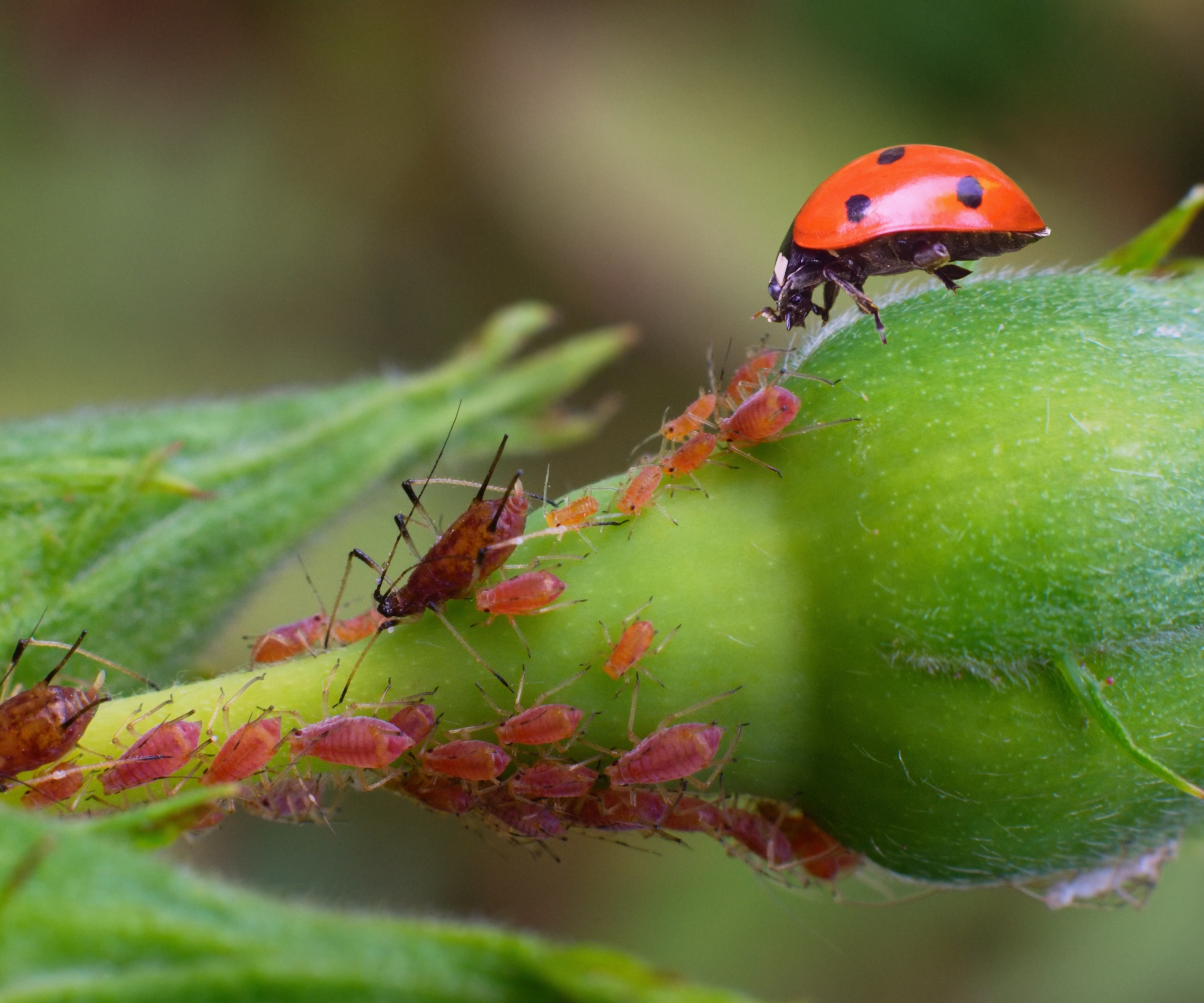 A ladybug hunts for aphids on a rose bud
