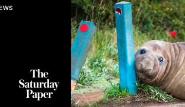 Neil the seal and the problems of popularity
