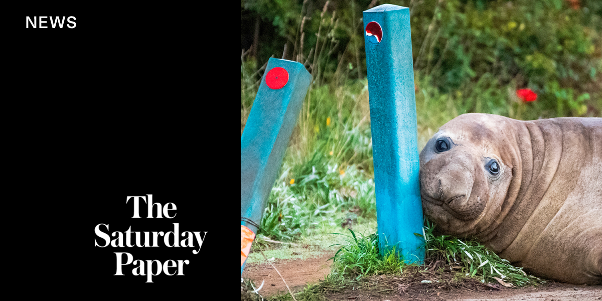 Neil the seal and the problems of popularity