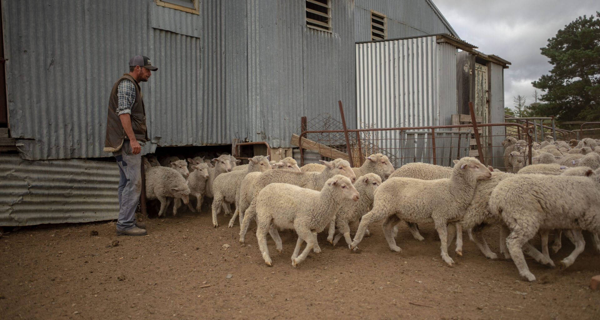 Export markets look to maintain share of Australia sheepmeat