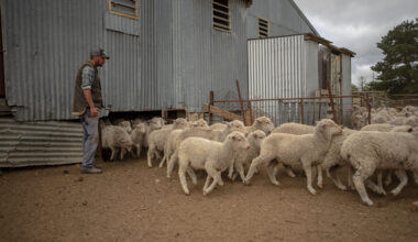 Export markets look to maintain share of Australia sheepmeat