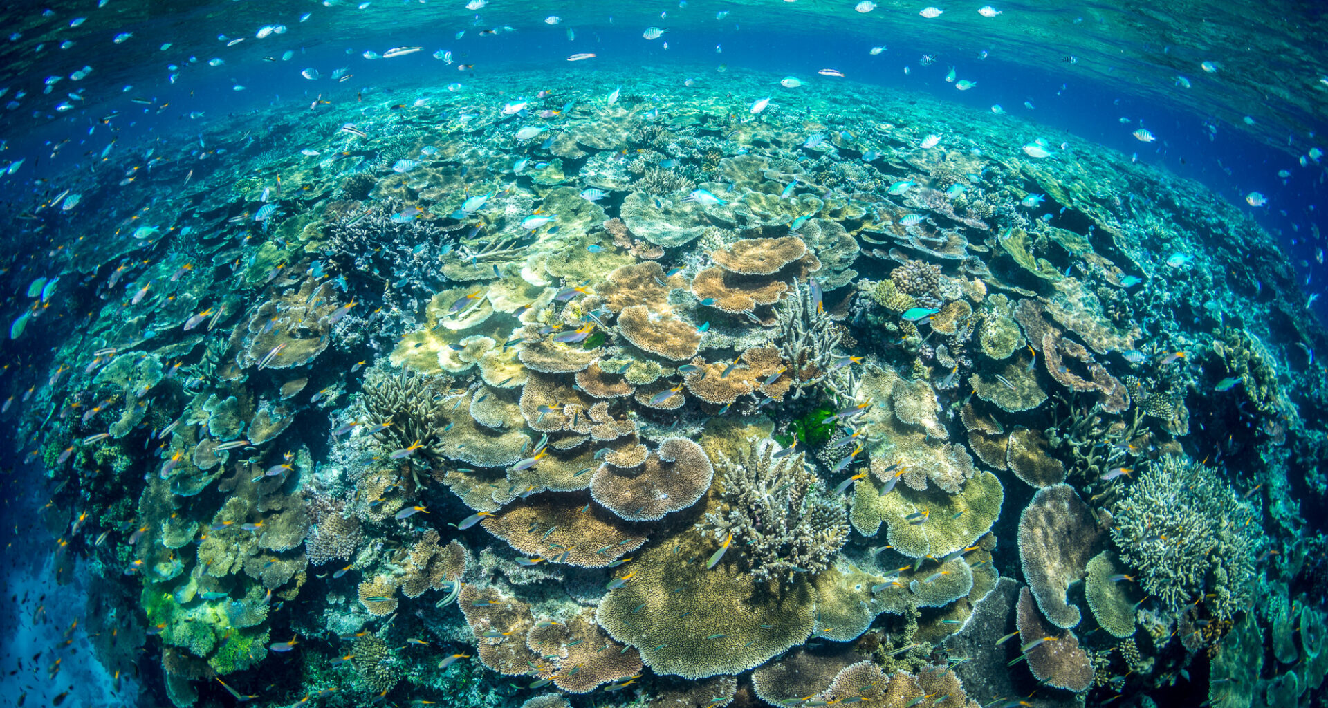 Scientists map Great Barrier Reef’s microbiome for first time