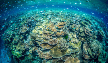 Scientists map Great Barrier Reef’s microbiome for first time