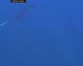 Orca explodes sharp-tail sunfish with ramming attack - loop