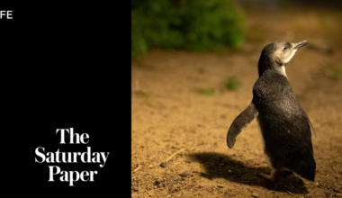 Big tech for little penguins