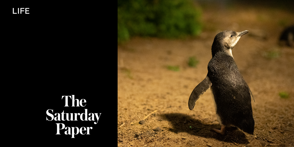 Big tech for little penguins