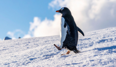 Every Antarctic winter, male emperor penguins stand for more than two months in temperatures down to minus 50 degrees Celsius, balancing a single egg on their feet — and eating nothing the entire time