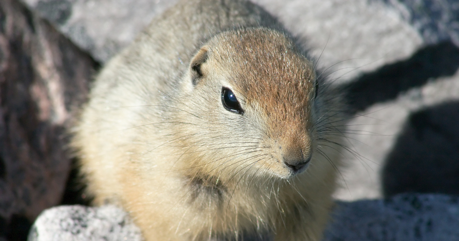 Arctic ground squirrels drop their body temperature to nearly three degrees below freezing during hibernation — the coldest ever recorded in a mammal — a state that should crystallise their blood and kill them, but through a phenomenon called supercooling, their body fluids remain liquid, and they wake in spring unharmed