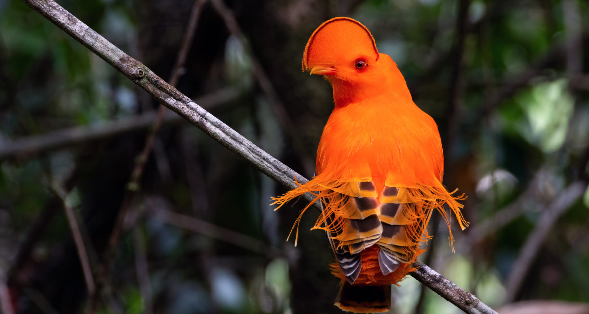 AI tool helps explain how perching birds became so diverse