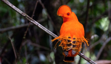 AI tool helps explain how perching birds became so diverse